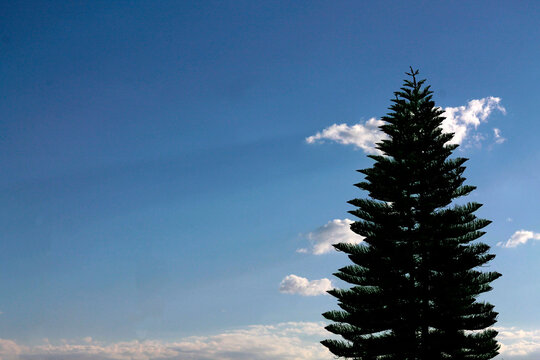 Pino, cielo azul, nubes
