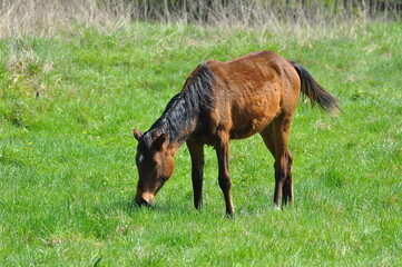 Polska - Mazury. Koń. © Rafa