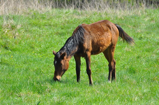 「Klacz」の画像 2,817 件の Stock 写真、ベクターおよびビデオ Adobe Stock
