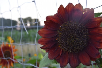 A red sunflower