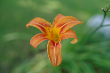 Full frame image of bright orange day lily/ tiger lily with copy space shot in natural light with selective focus on foreground tongue-shaped petal. Bright summer colors and delicate texture with