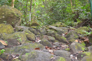 Forest Nature in Providencia Colombia Travel Rocks