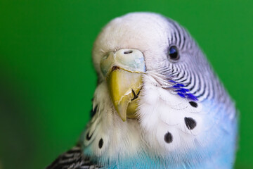 bird with cracked beak, cracked earring. male budgerigar, blue color. Bird under veterinary...