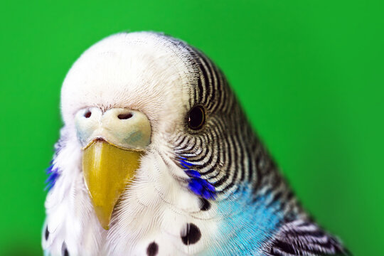 bird with cracked beak, cracked earring. male budgerigar, blue color.
