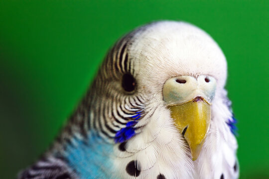 bird with cracked beak, cracked earring. male budgerigar, blue color. Bird under veterinary treatment.