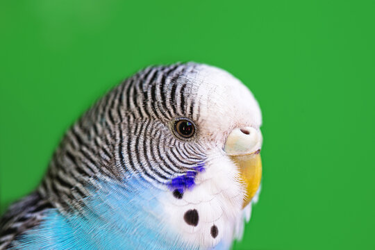 budgie head in close up, blue, budgerigar or budgerigar