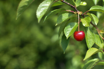 first cherry on the shrub
