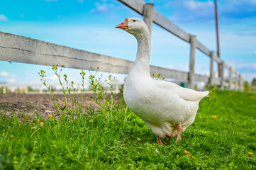 Naklejka na ściany i meble A beautiful goose walks along a rustic fence in green grass. Behind the blue sky and beautiful clouds