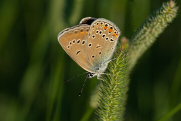 Butterfly Golubyanka ikar on a blade of grass.Сloseup .Macro