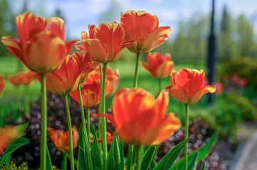 Blooming tulips in the park on a background of green trees. Clear sunny day