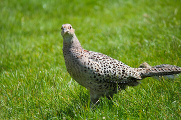 A closeup of a hen pheasant in the grounds of Blenheim Palace  on a beautiful summer's day