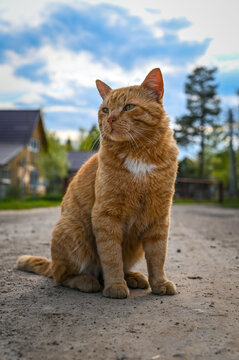 A village adorable cat sits on the road and looks into the distance. Close-up photography
