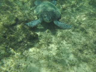 sea turtle