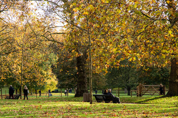 A British park in yellow leaves