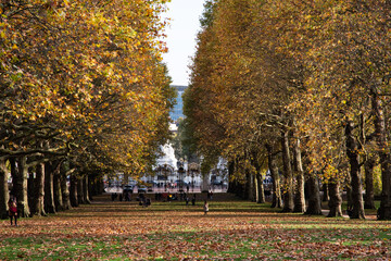 Obraz premium A British park in yellow leaves
