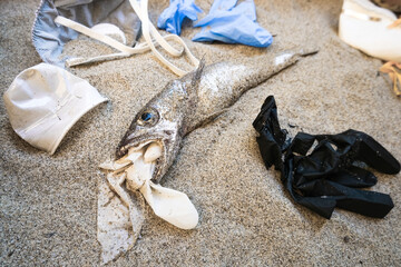 Plastic medical Garbage and dead cod fish mouth,disposable waste pollution on sandy sea coast,...