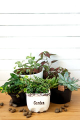 Collection of various indoor plants - Fittonia, Hypoestes, succulents, Ficus Pumila White Sunny, Hedera helix flowers
