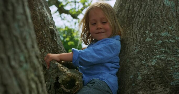 Little preschooler boy in a tree