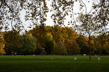 A British park in yellow leaves