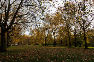 Naklejka premium A British park in yellow leaves