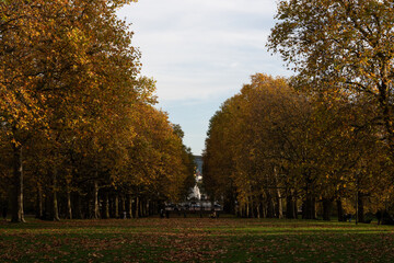 A British park in yellow leaves