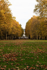 Obraz premium A British park in yellow leaves