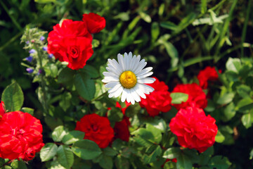 Nature, gardening concept. Cropped shot of red roses and white chamomile in the garden.  
