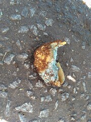 red ants devouring a bee hive on the ground