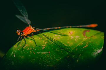 dragonfly in a leaf