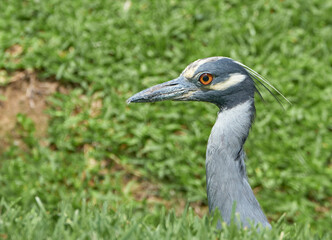 Night Heron