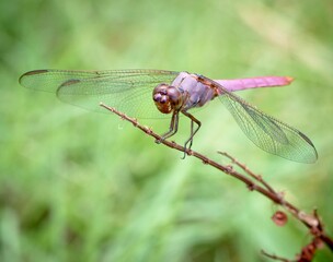 Roseate Skimmer