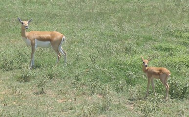 Deer in safari park in Texas 2014