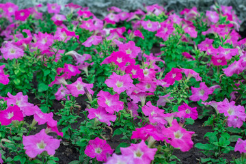 Fototapeta premium Colorful petunia flowers close up.