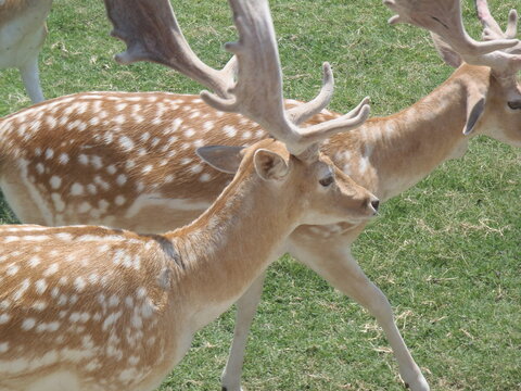 Deer In Safari Park In Texas 2014