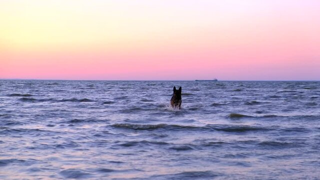 Young cute black dog jumping, and playing. Having fun in lake water. Playfully running animal in shallow sea, streams. Pet dog play running in shallow ocean beach waterline.