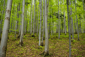 Letni las w środkowej Europie