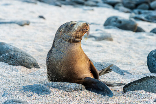 Galapagos Fur Seal Arctocephalus galapagoensis North Seymour Island 