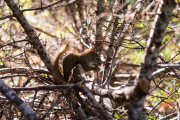 American red squirrel (Tamiasciurus hudsonicus) sitting on a branch