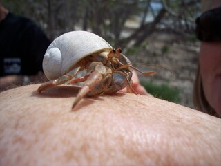 Hermit crab in white shell in Florida 2006