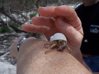Hermit crab in white shell in Florida 2006