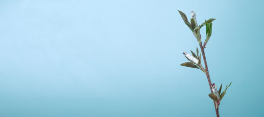 Social advertising, anti-Smoking. Environmental protection. Copy space