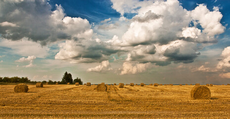 Fototapeta premium Summer field landscape. Stacks of mowed grass, hay. Blue sky and white clouds. High quality photo
