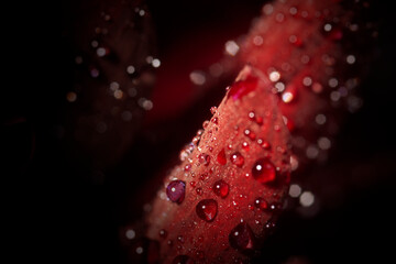 extreme close up dahlia