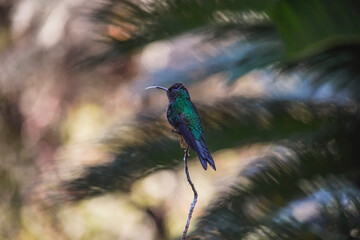 Swallow-tailed Hummingbird