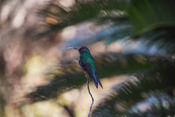 Swallow-tailed Hummingbird