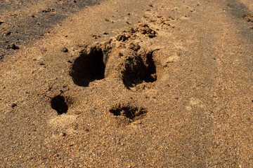 Fototapeta na wymiar Elk footprints in the sand, in the Hautes-gorges-de-la-rivière-Malbaie national park