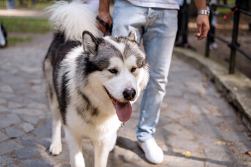 a man in jeans walks with a husky dog
