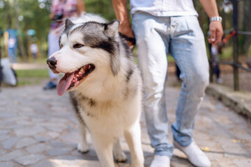 a man in jeans walks with a husky dog