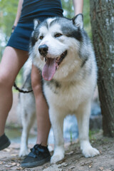 girl walks with a husky dog