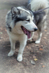 Naklejka na ściany i meble Portrait of a Siberian Husky dog outdoors